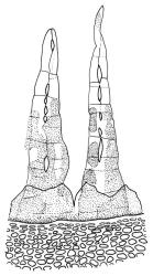 Orthorrhynchium elegans, peristome detail. Drawn from both K.W. Allison 3030, CHR 535829, and K.W. Allison 170, CHR 535830.
 Image: R.C. Wagstaff © Landcare Research 2015 